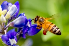 14060329733_ba3ba3e405_o(1)