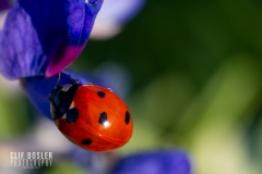 33151076434_9b2b7dc00b_o