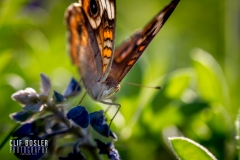 33181867633_fc83918811_o