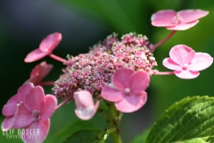 3587377613_a8746cfaa9_o