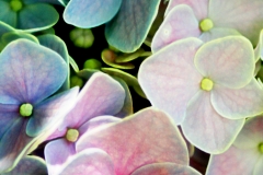 3639767065_0ec9061b6b_o