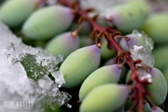 4452275226_f270126701_o