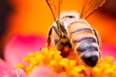 4571566932_5410901de3_o