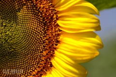 7291775440_c8ac833f43_o