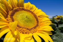 9000095715_70813884d3_o