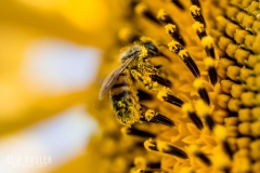 9001387624_a95bf3fd08_o